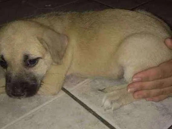 Cachorro ra a SRD idade 2 a 6 meses nome Sem nome