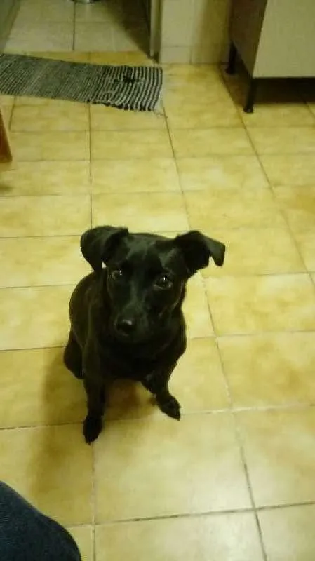 Cachorro ra a SRD idade 2 anos nome Amora