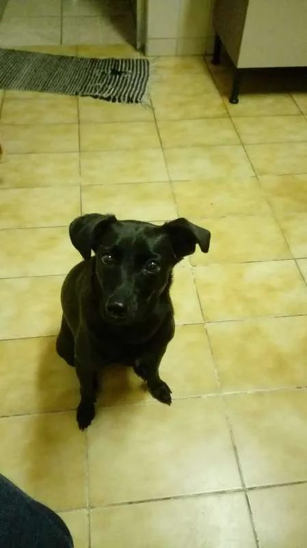 Cachorro ra a SRD idade 2 anos nome Amora
