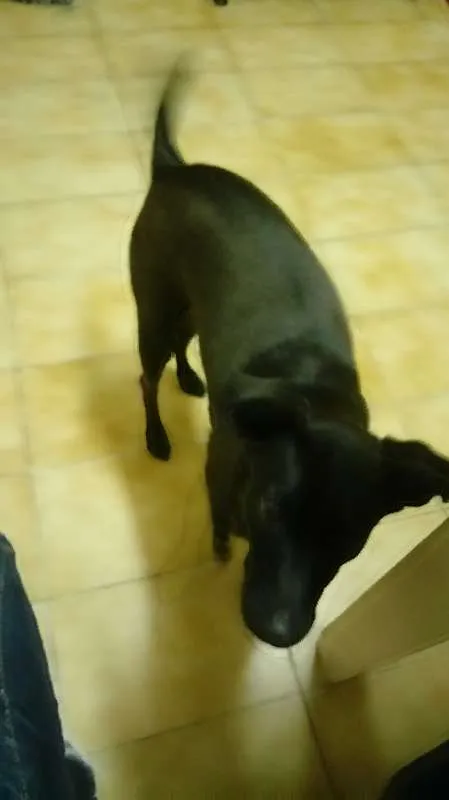 Cachorro ra a SRD idade 2 anos nome Amora