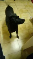 Amora