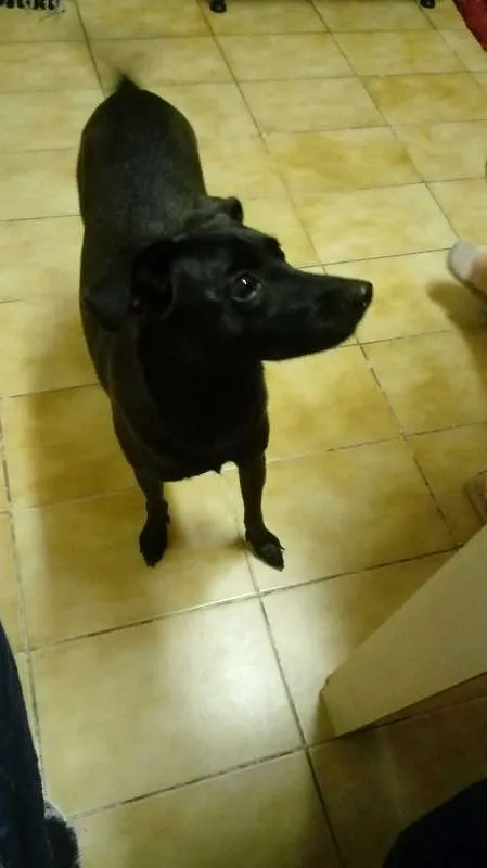 Cachorro ra a SRD idade 2 anos nome Amora