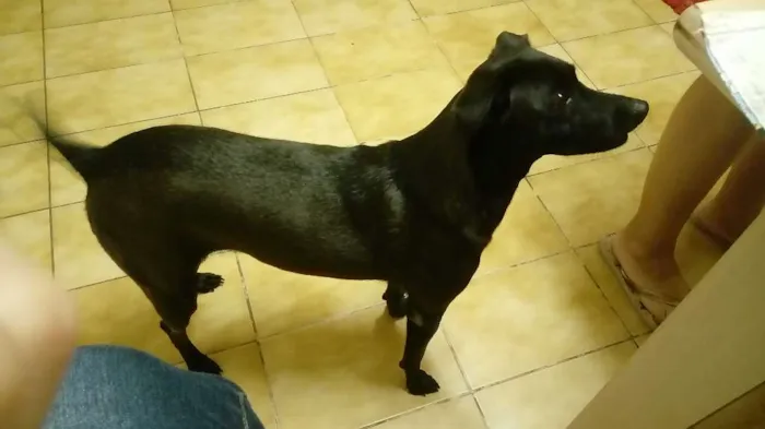 Cachorro ra a SRD idade 2 anos nome Amora