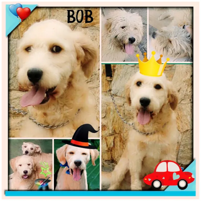 Cachorro ra a Poodle idade 1 ano nome BOB