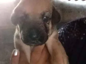 Cachorro raça Labrador com vira lata idade Abaixo de 2 meses nome Cachorro
