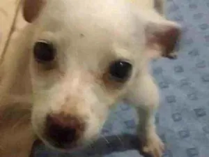 Cachorro raça SRD  idade 2 a 6 meses nome Filhote 