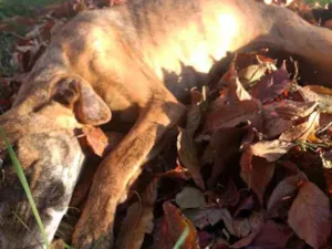 Cachorro raça Vira lata idade 7 a 11 meses nome Laila