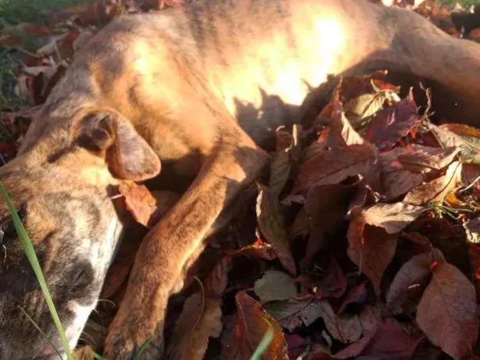 Cachorro ra a Vira lata idade 7 a 11 meses nome Laila