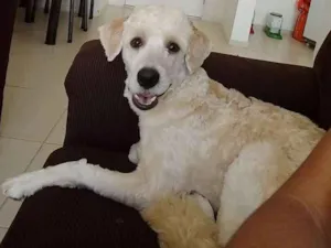 Cachorro raça Poodle idade 7 a 11 meses nome Thor