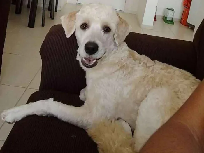 Cachorro ra a Poodle idade 7 a 11 meses nome Thor