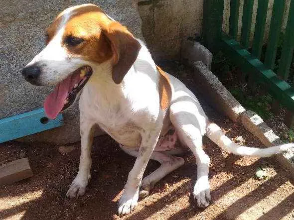 Cachorro ra a Vira lata idade 5 anos nome Lola