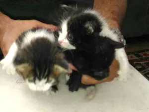 Gato raça RND idade Abaixo de 2 meses nome Gatineos