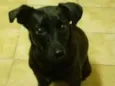 Amora