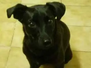 Cachorro ra a SRD idade 2 anos nome Amora