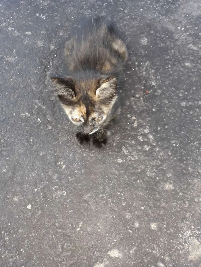 Gato ra a Vira lata idade 1 ano nome Rajada