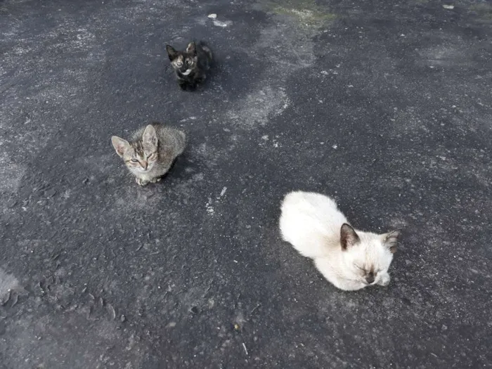 Gato ra a Vira lata idade 1 ano nome Rajada