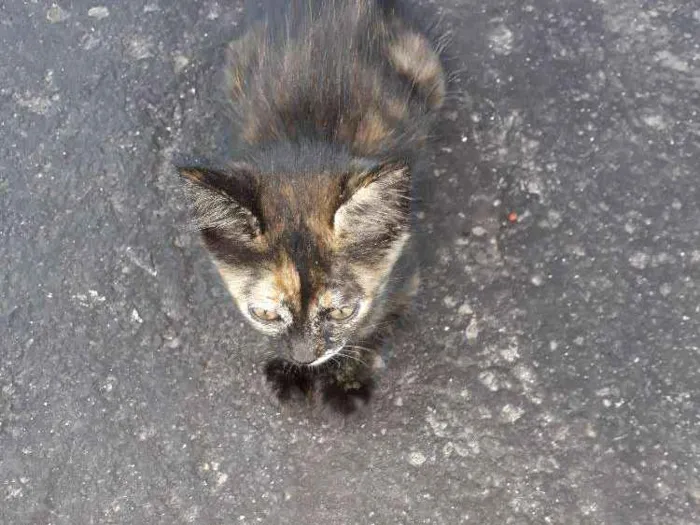 Gato ra a Vira lata idade 1 ano nome Rajada