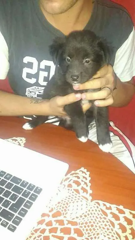 Cachorro raça sem raça idade 2 a 6 meses nome Aquiles