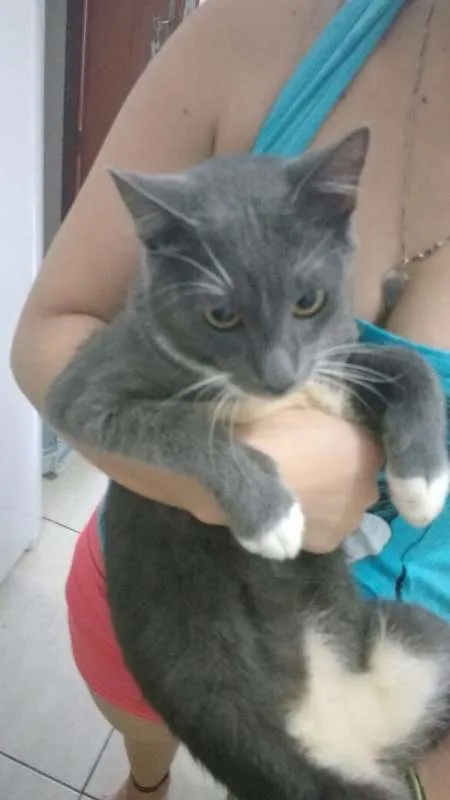Gato raça Vira lata idade 7 a 11 meses nome Mickey