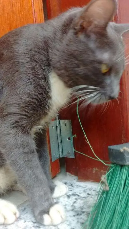 Gato raça Vira lata idade 7 a 11 meses nome Mickey