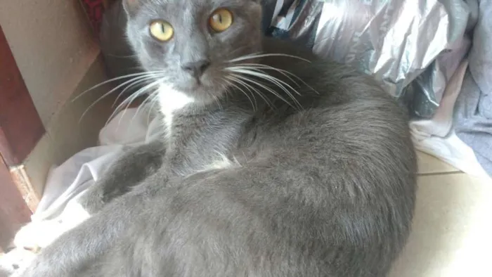 Gato raça Vira lata idade 7 a 11 meses nome Mickey
