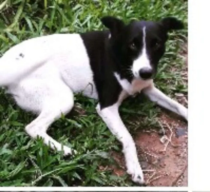 Cachorro ra a vira lata idade 6 ou mais anos nome branquinha