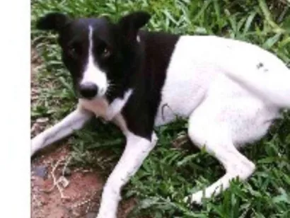 Cachorro raça vira lata idade 6 ou mais anos nome branquinha