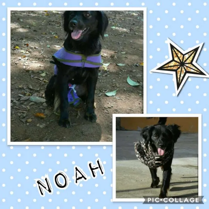 Cachorro ra a SRD idade 1 ano nome NOAH