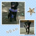 NOAH