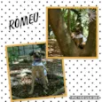 ROMEU