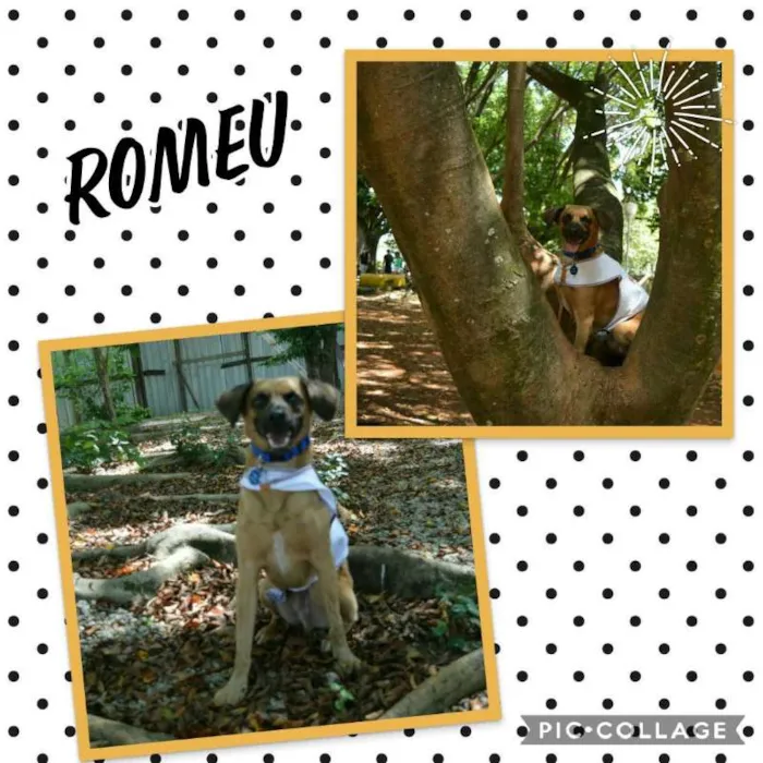 Cachorro ra a SRD idade 7 a 11 meses nome ROMEU