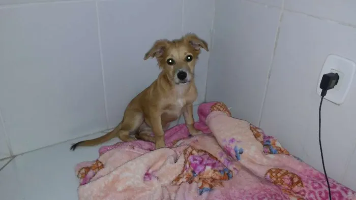 Cachorro raça Srd idade 2 a 6 meses nome Luna