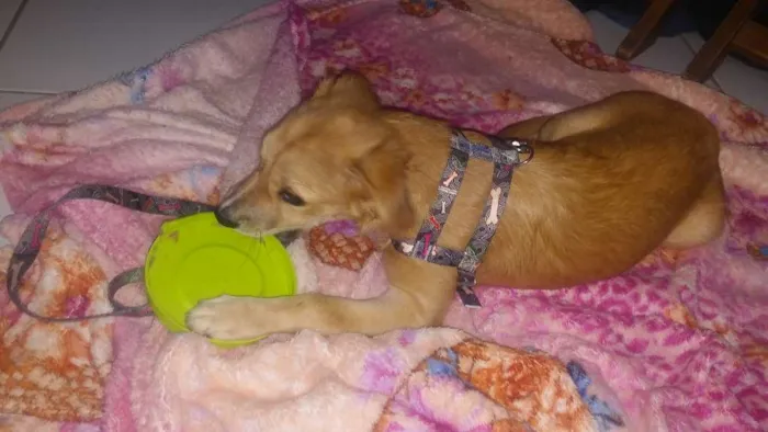 Cachorro raça Srd idade 2 a 6 meses nome Luna