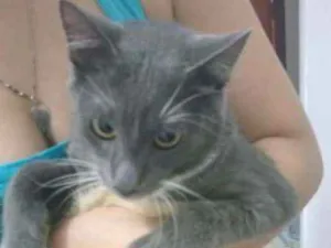 Gato raça Vira lata idade 7 a 11 meses nome Mickey