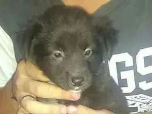 Cachorro raça sem raça idade 2 a 6 meses nome Aquiles