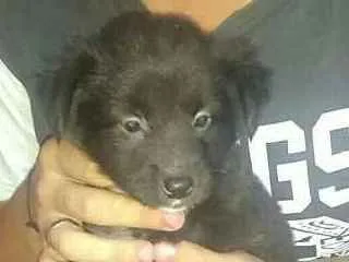 Cachorro raça sem raça idade 2 a 6 meses nome Aquiles