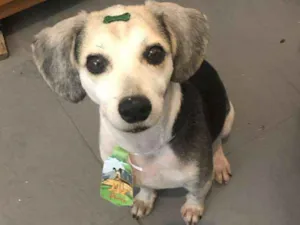 Cachorro raça srd idade 4 anos nome Biriba