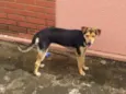 Pichula