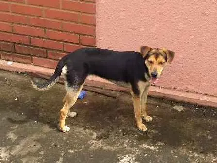 Cachorro ra a Indefinida idade 7 a 11 meses nome Pichula