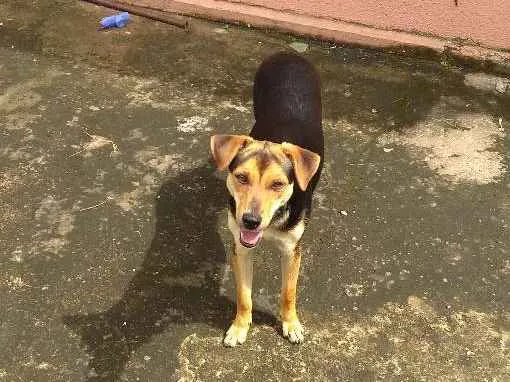 Cachorro ra a Indefinida idade 7 a 11 meses nome Pichula