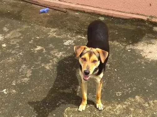 Cachorro ra a Indefinida idade 7 a 11 meses nome Pichula