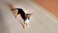 Pichula