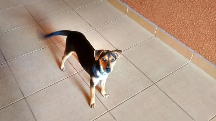 Cachorro ra a Indefinida idade 7 a 11 meses nome Pichula