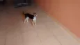 Pichula