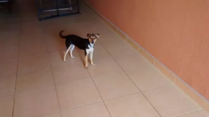 Cachorro ra a Indefinida idade 7 a 11 meses nome Pichula