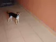 Pichula