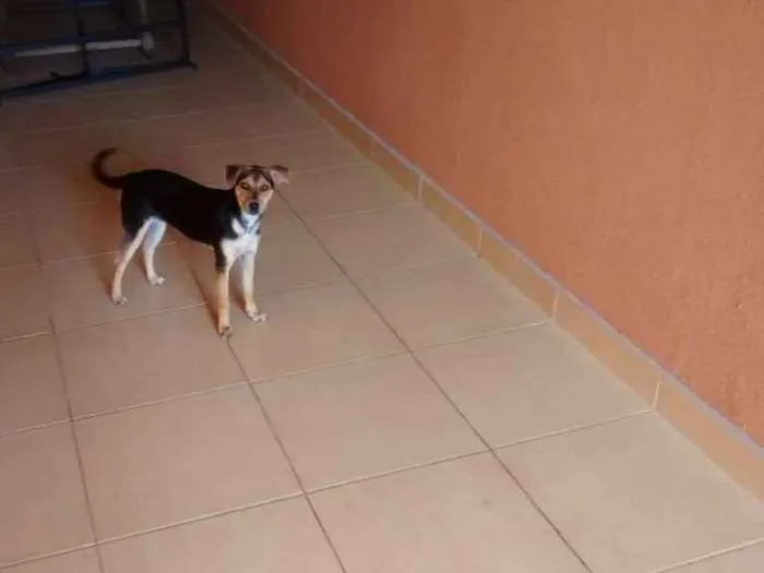 Cachorro ra a Indefinida idade 7 a 11 meses nome Pichula