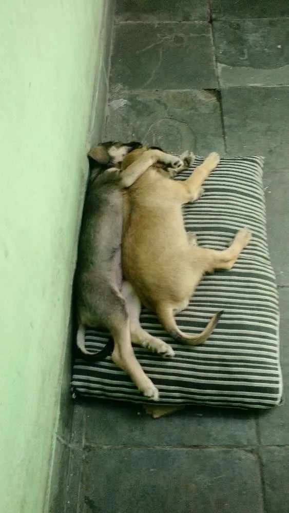 Cachorro ra a Vira lata  idade 2 a 6 meses nome Milk e Shake