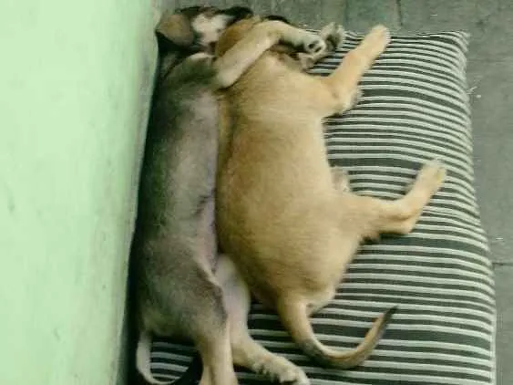 Cachorro ra a Vira lata  idade 2 a 6 meses nome Milk e Shake