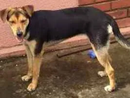 Cachorro ra a Indefinida idade 7 a 11 meses nome Pichula